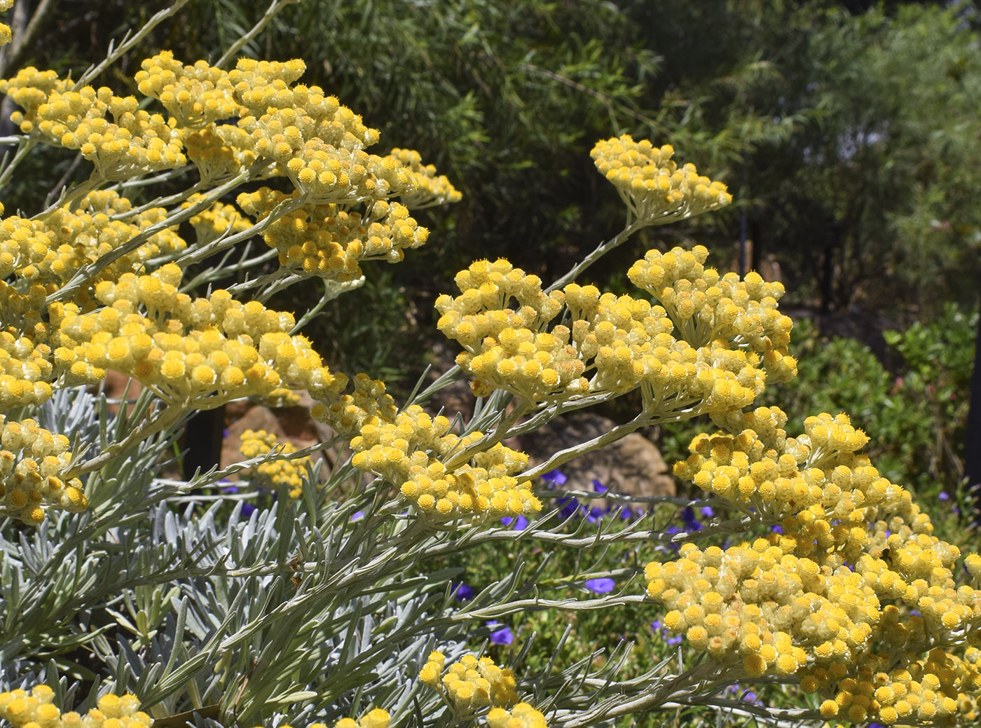 Image of Helichrysum orientale specimen.