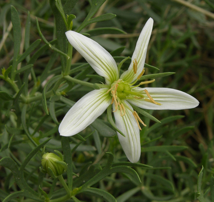 Image of Peganum harmala specimen.