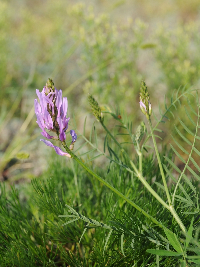 Image of Astragalus onobrychis specimen.