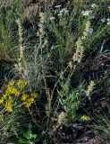 Silene chersonensis. Цветущее растение в сообществе с Senecio jacobaea, Echinops crispus, Achillea millefolium, Centaurea. Оренбургская обл., Саракташский р-н, хр. Карамурунтау, луговой склон. 07.07.2023.