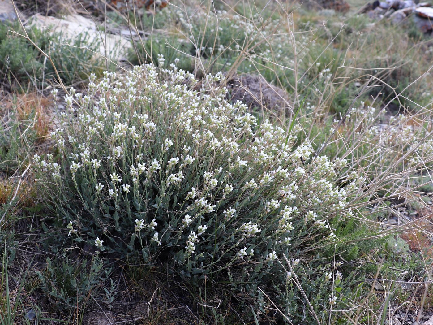 Изображение особи Iberidella trinervia.