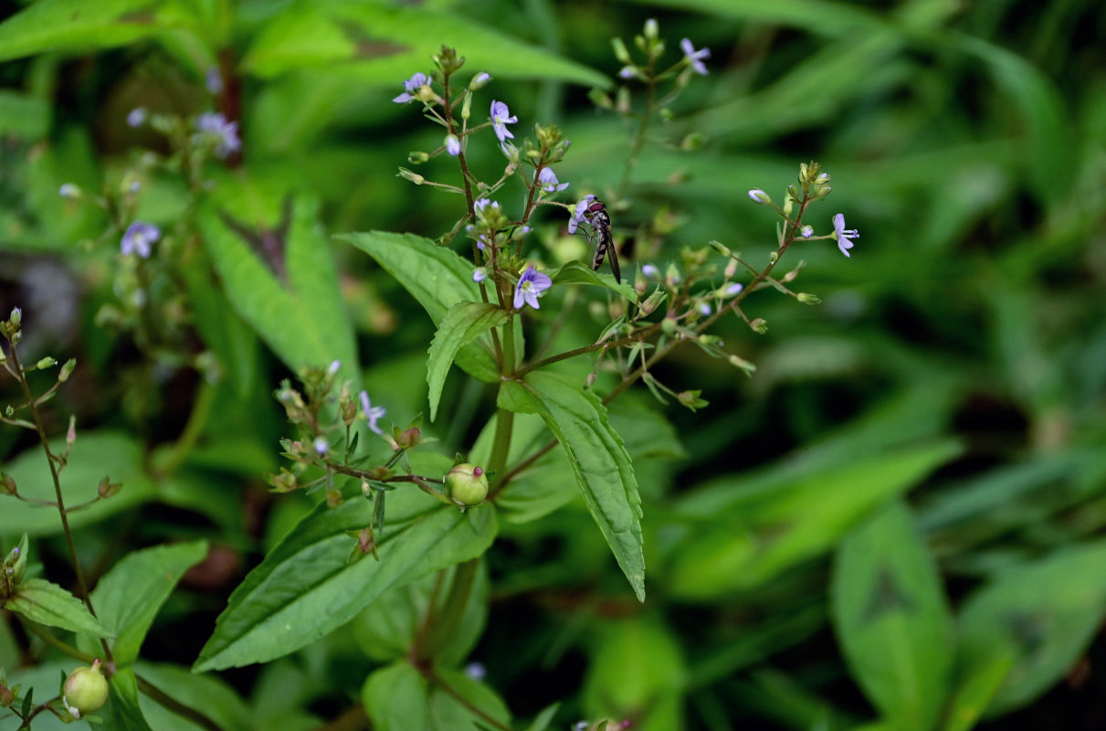 Image of Veronica anagallis-aquatica specimen.