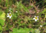 Linum catharticum. Цветки. Архангельская обл., Вельский р-н, окр. пос. Усть-Шоноша, рудеральный луг. 16.07.2010.