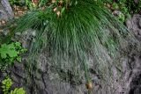 genus Carex. Цветущее растение. Грузия, Имеретия, г. Кутаиси, на скале. 15.06.2023.