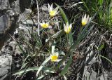 Tulipa bifloriformis. Цветущие растения. Казахстан, Туркестанская обл., Тюлькубасский р-н, долина р. Жабаглы, северный борт, склон со скальными выступами песчаников и осыпями щебня и глыб. 25.03.2024.