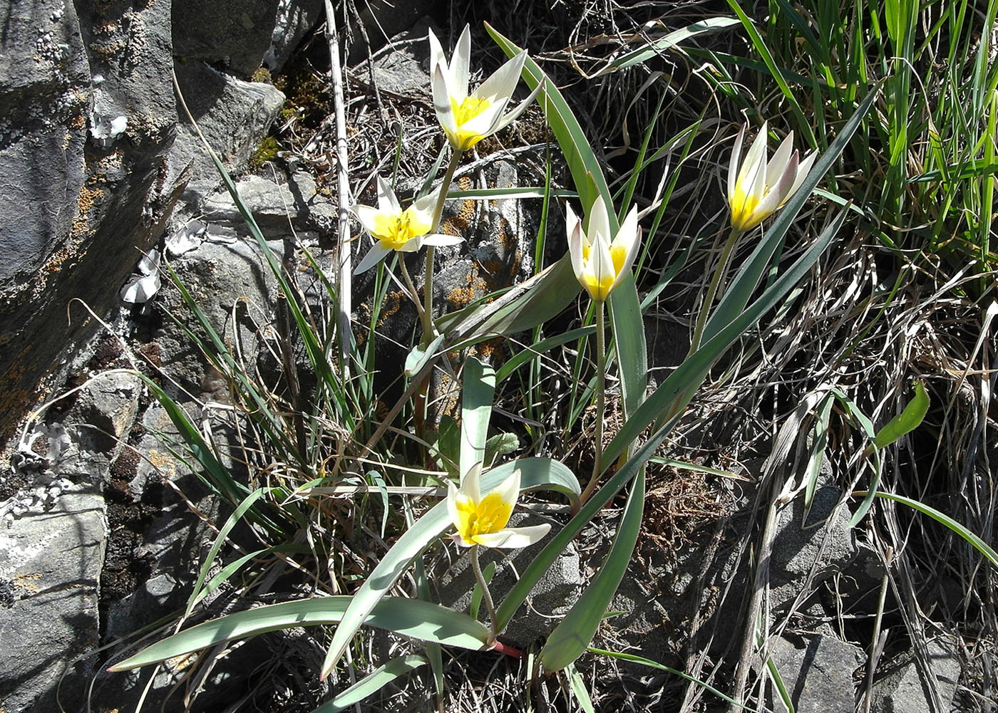 Изображение особи Tulipa bifloriformis.