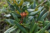 Rhododendron caucasicum. Вскрывшиеся плоды и листья. Чечня, Шаройский р-н, западный склон пер. Цумандинский, выс. 2100 м н.у.м., травянистый склон с зарослями кустарника. 23 августа 2023 г.