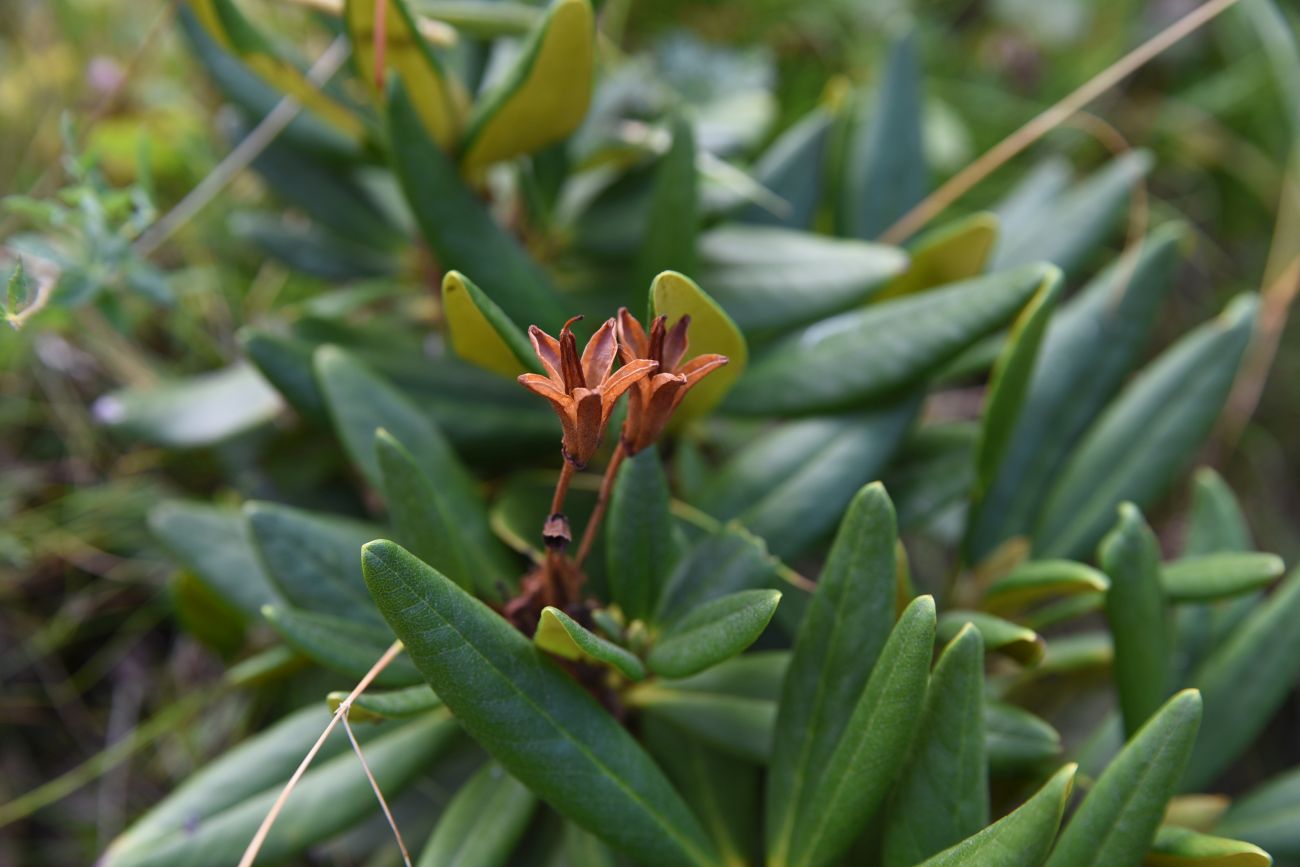 Image of Rhododendron caucasicum specimen.