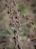 genus Verbascum