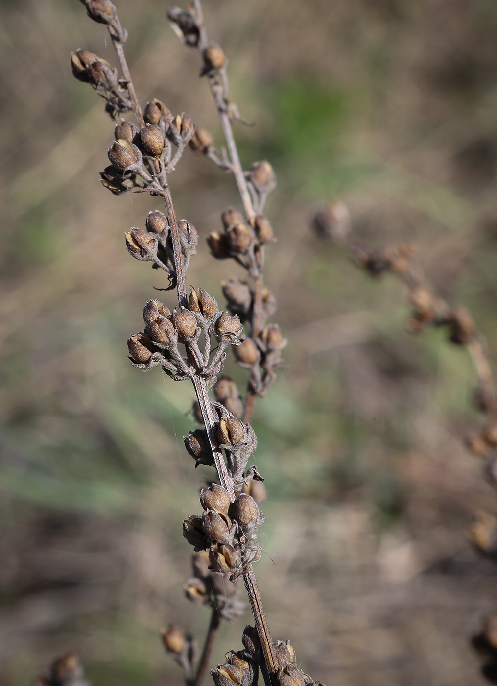 Изображение особи род Verbascum.