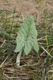 Petasites spurius