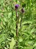 Cirsium simplex