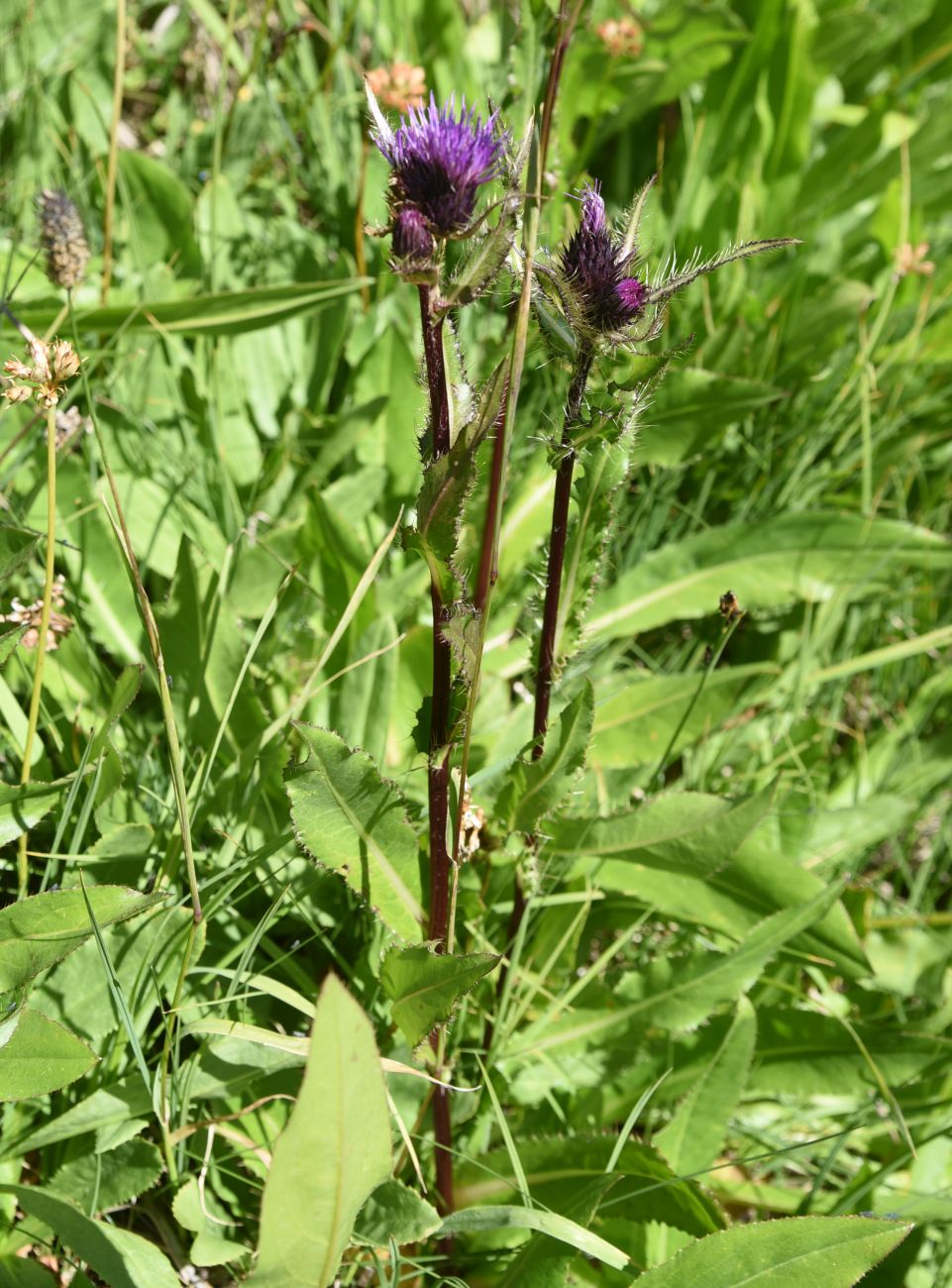 Изображение особи Cirsium simplex.
