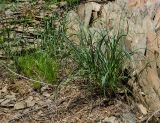 Allium strictum