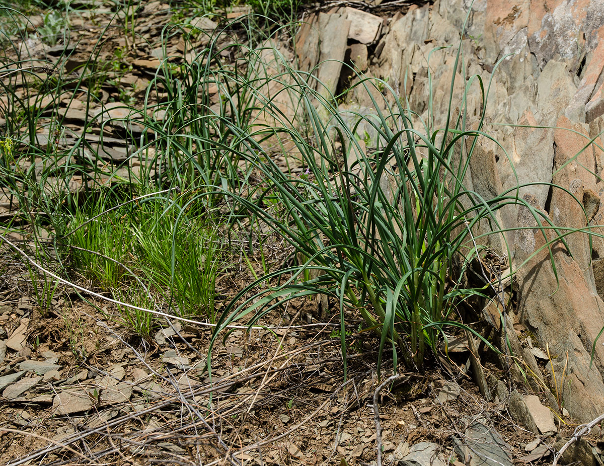 Image of Allium strictum specimen.