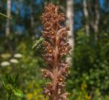Смотреть изображение Orobanche bartlingii