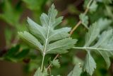 Crataegus monogyna