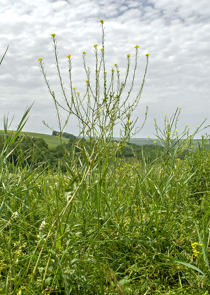 Image of Bunias orientalis specimen.