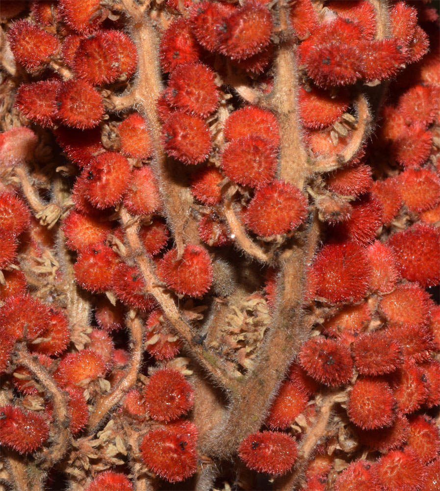 Image of Rhus glabra specimen.