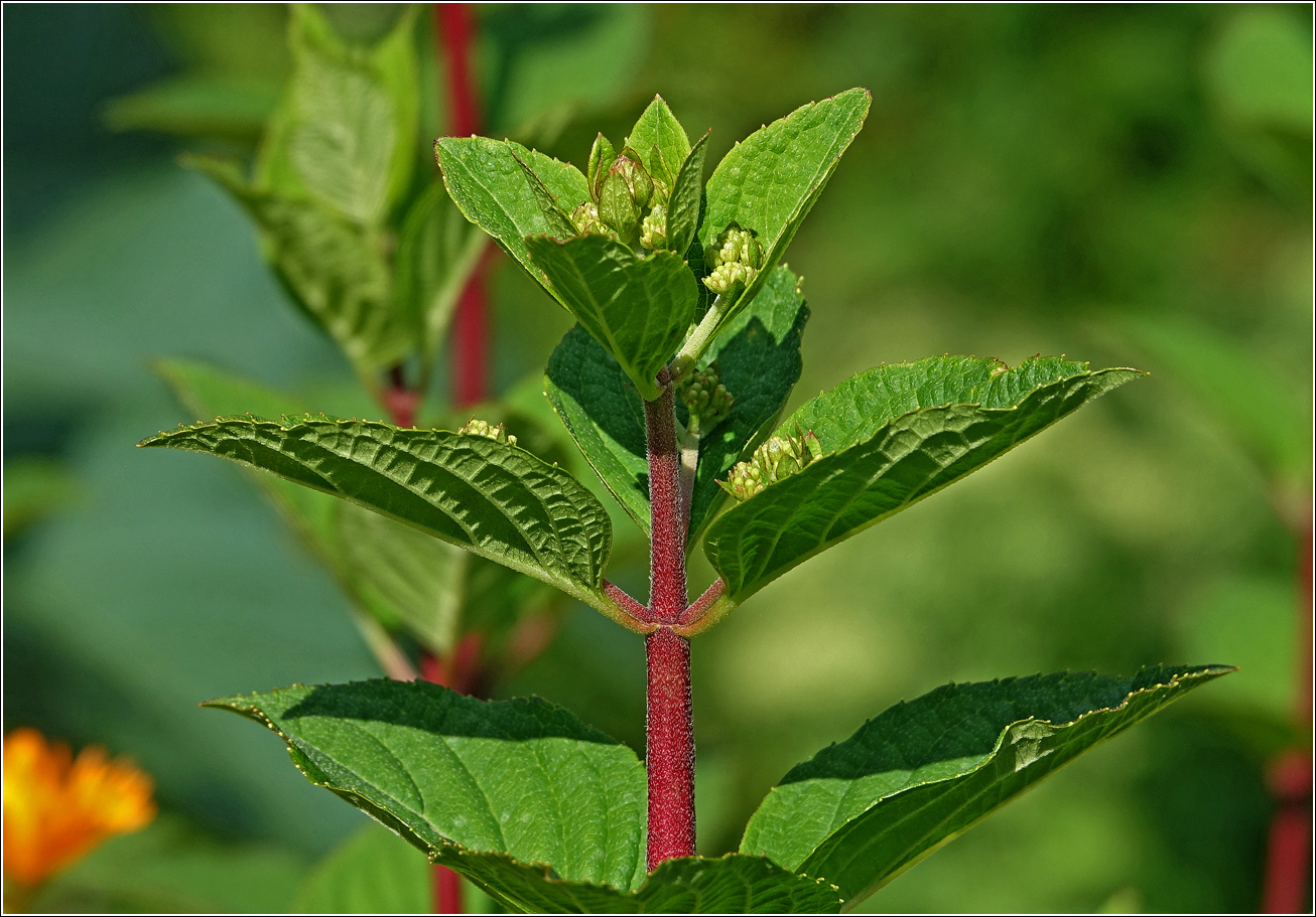 Image of Hydrangea paniculata specimen.