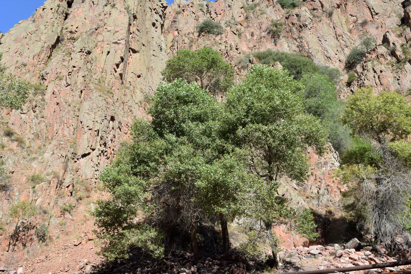 Image of Populus afghanica specimen.