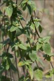 Origanum vulgare подвид viride