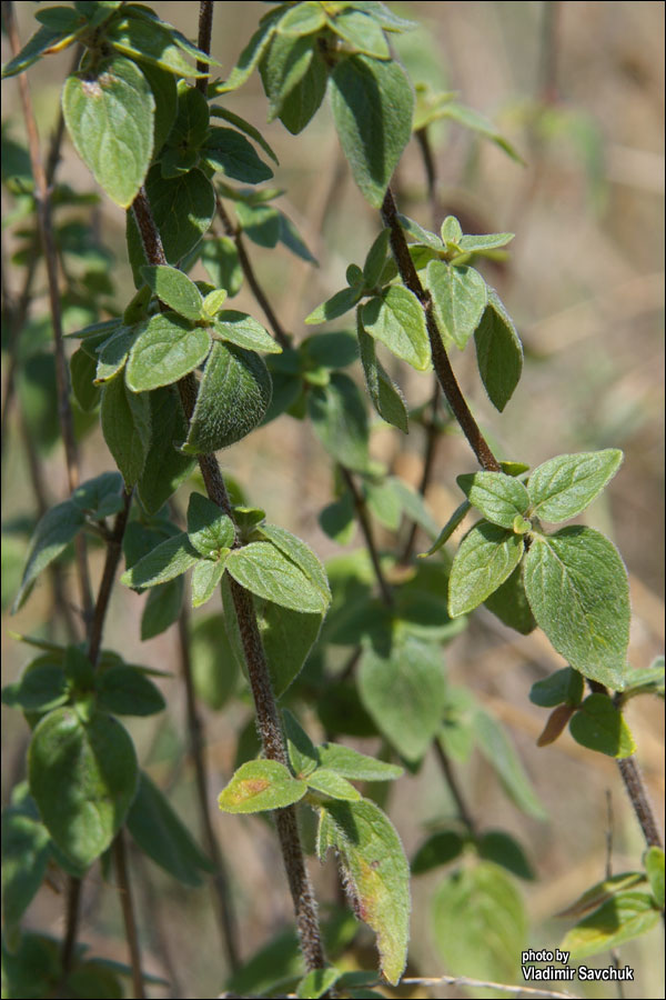 Image of Origanum vulgare ssp. viride specimen.