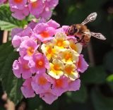 Lantana camara