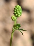 Poterium polygamum