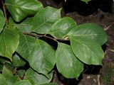 Magnolia &times; soulangeana