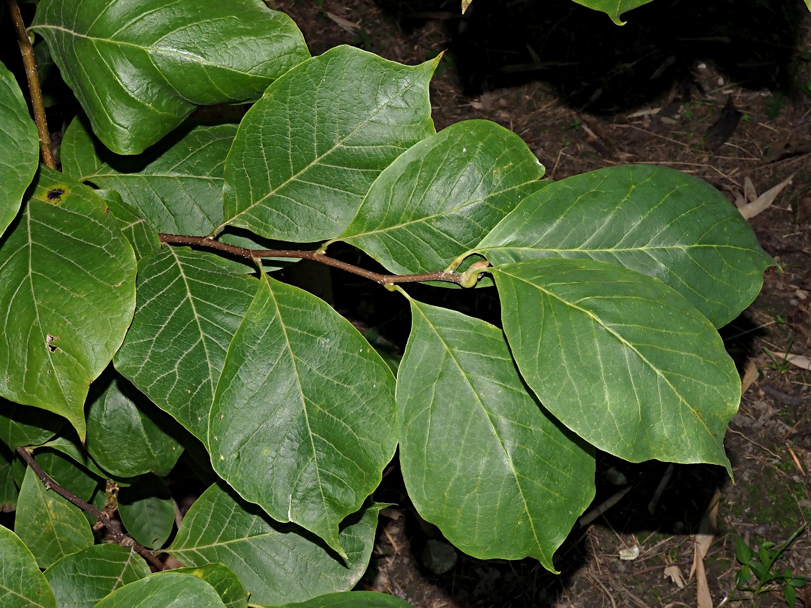 Image of Magnolia × soulangeana specimen.
