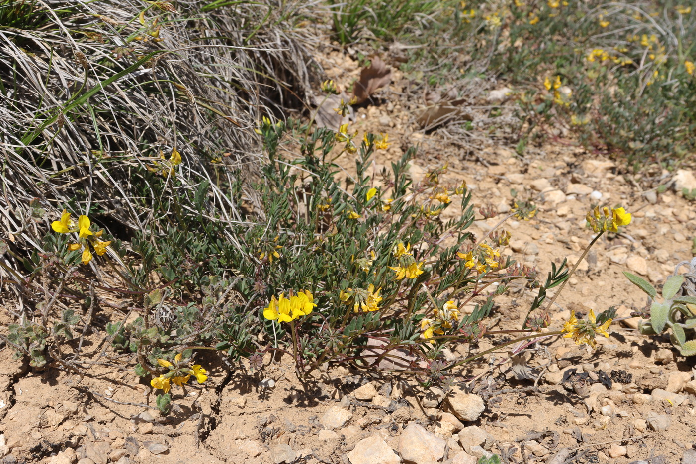 Image of Hippocrepis comosa specimen.