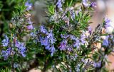 Rosmarinus officinalis