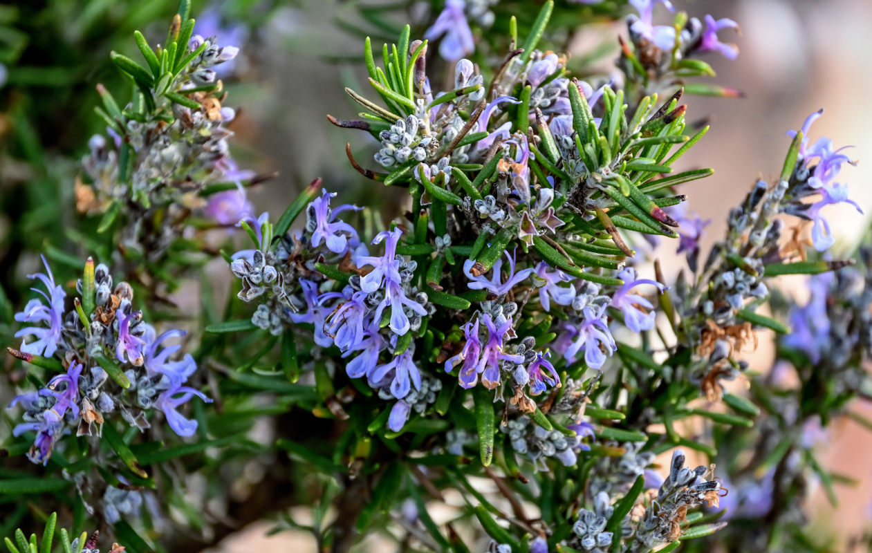 Image of Rosmarinus officinalis specimen.