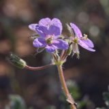 Erodium ciconium