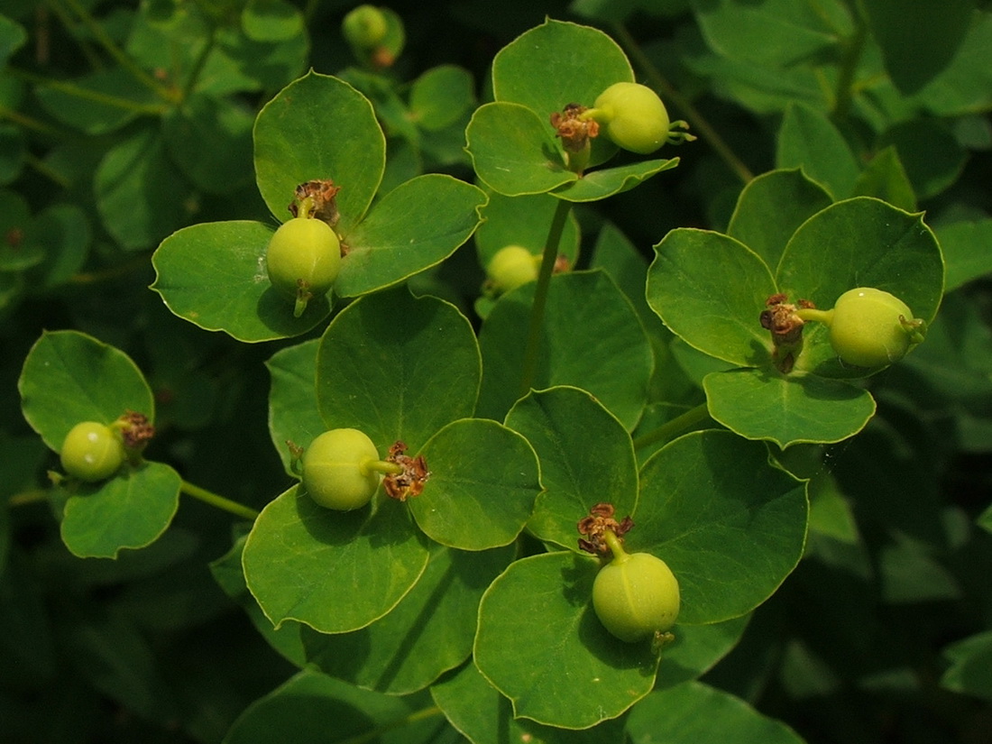 Изображение особи Euphorbia tauricola.