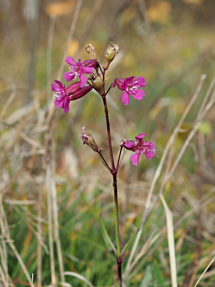 Изображение особи Viscaria vulgaris.