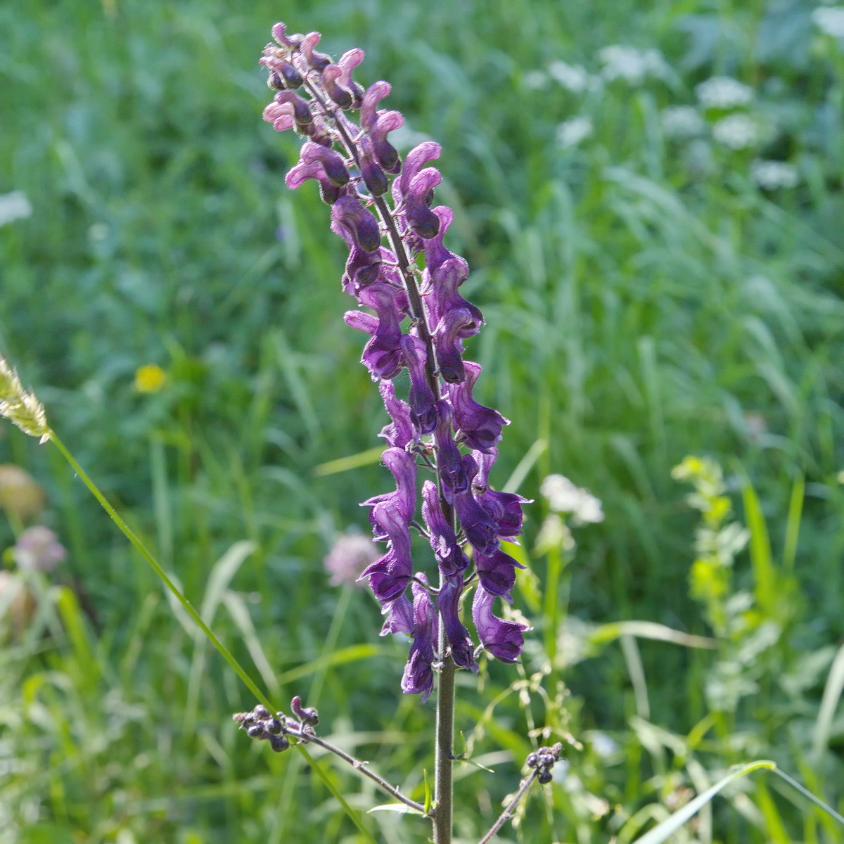 Image of Aconitum leucostomum specimen.