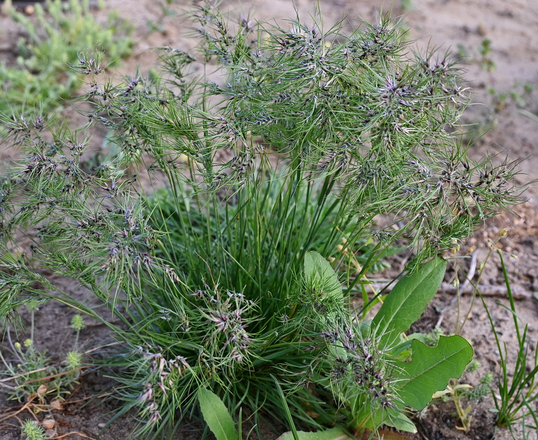 Image of Poa bulbosa ssp. vivipara specimen.