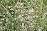 Symphyotrichum subulatum