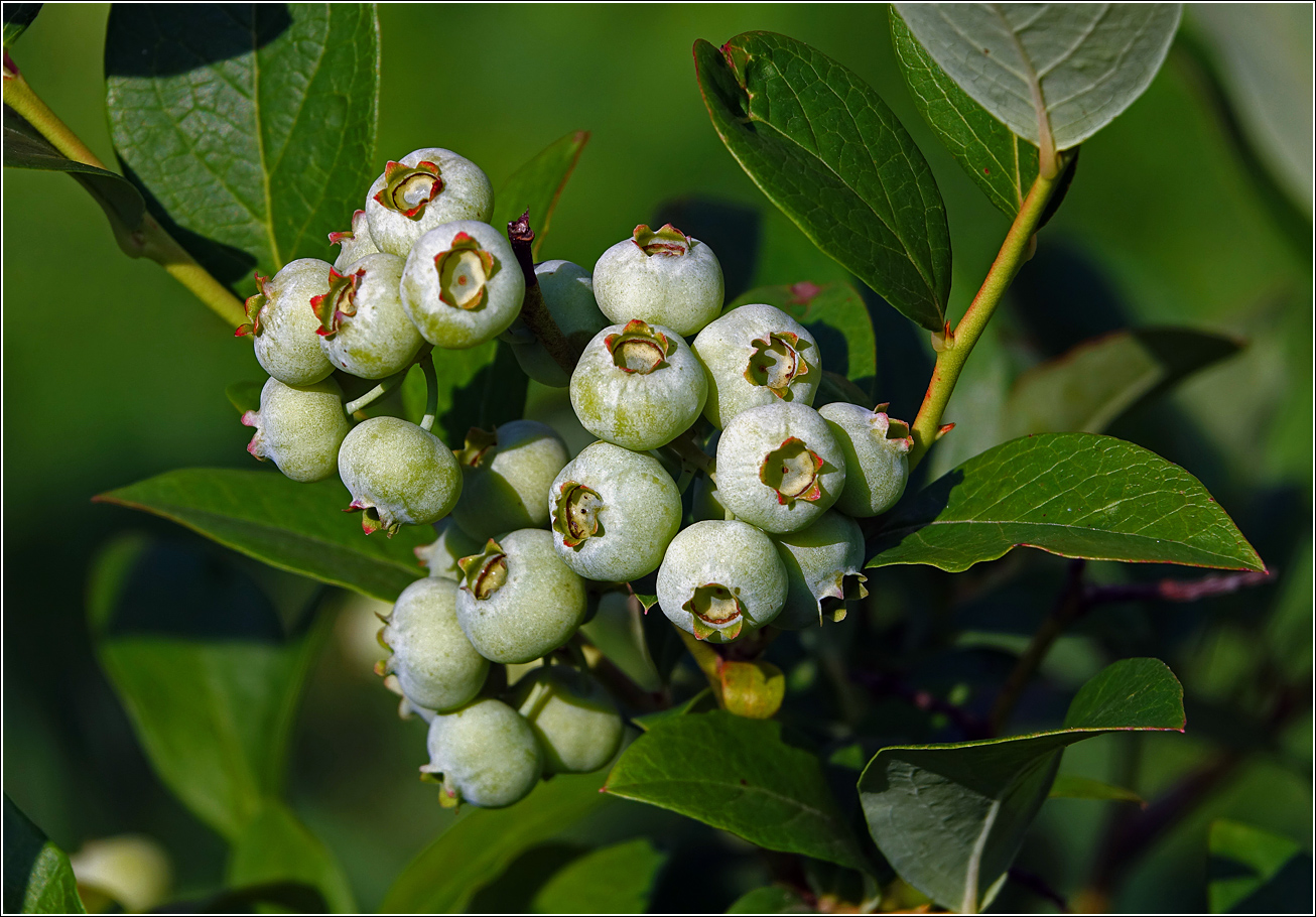 Изображение особи Vaccinium corymbosum.