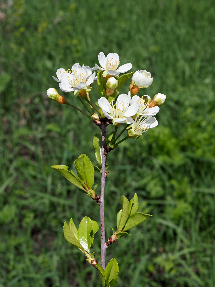 Image of Cerasus fruticosa specimen.