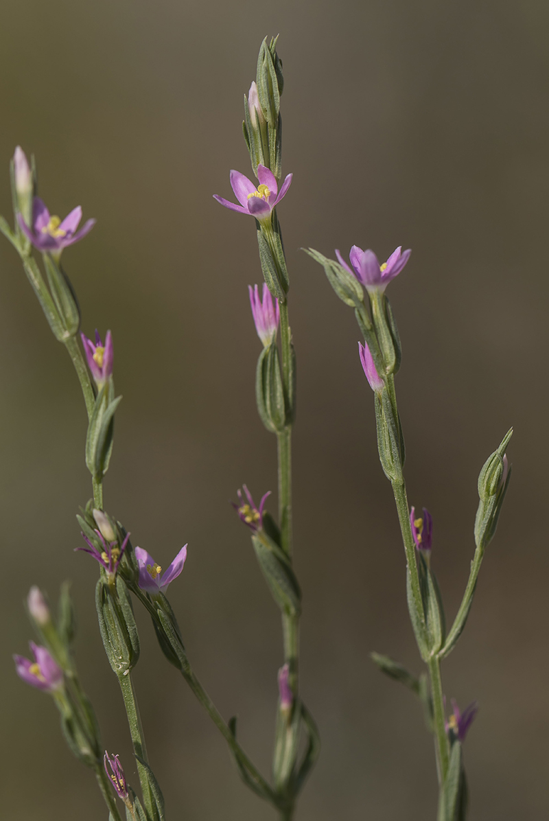 Изображение особи Centaurium spicatum.