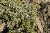 genus Juniperus. Веточка с незрелой шишкоягодой. Турция, ил Ван, р-н Битлис, кальдера Немрут, СВ берег оз. Немрут, опушка леса. 21 мая 2025 г.