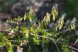 Vicia sylvatica. Часть веточки с незрелыми плодами. Карелия, Лоухский р-н, окр. биостанции «Мыс Картеш»; берег Белого моря, хвойно-мелколиственный лес. 22.07.2025.