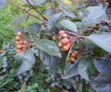 Crataegus &times; lavalleei