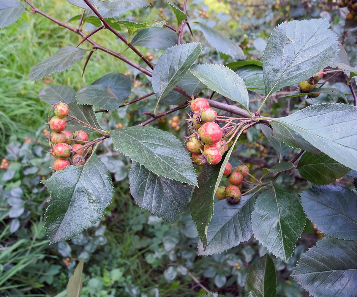 Image of Crataegus &times; lavalleei specimen.