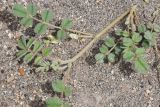 Astragalus arpilobus