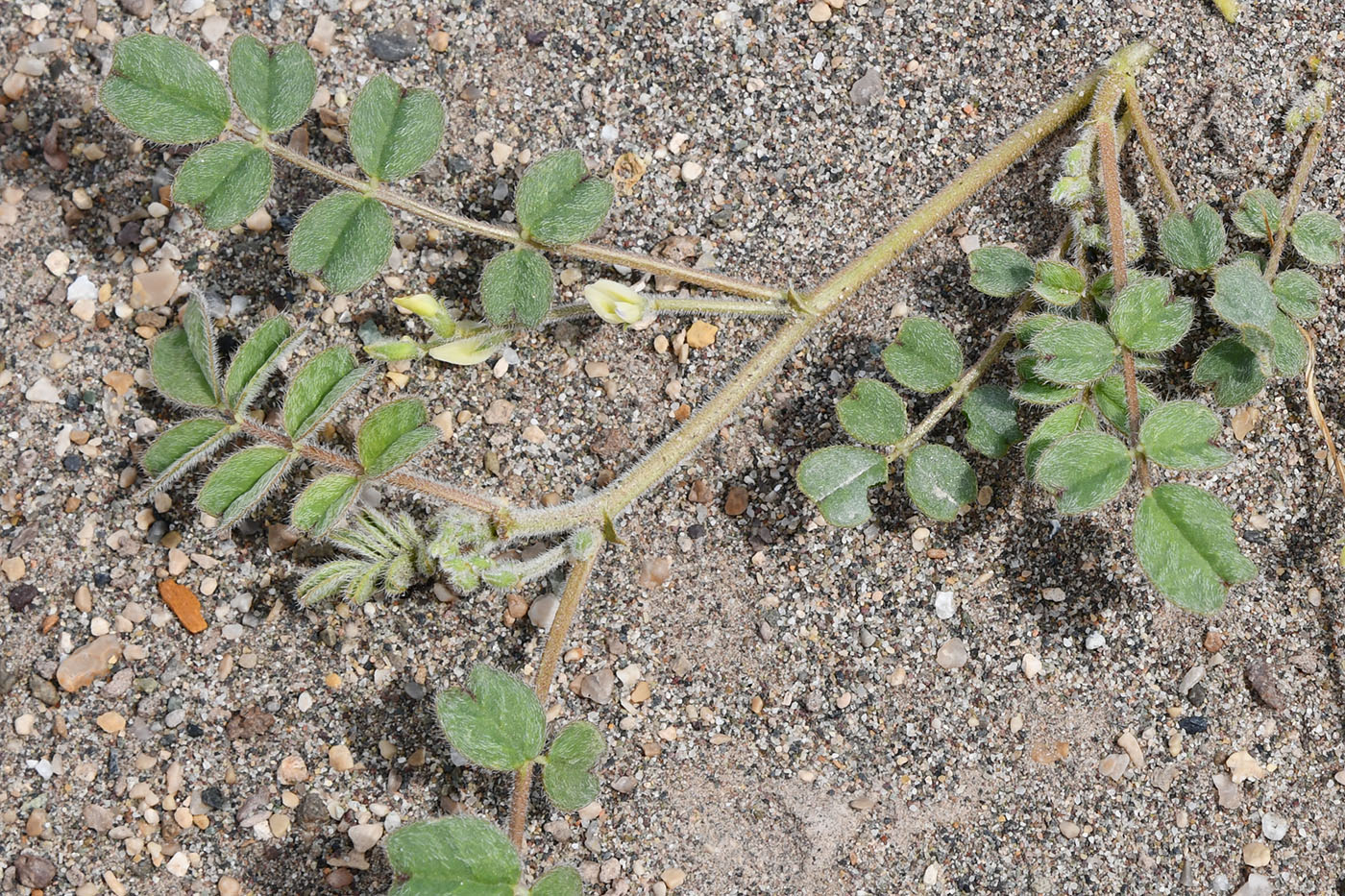 Изображение особи Astragalus arpilobus.
