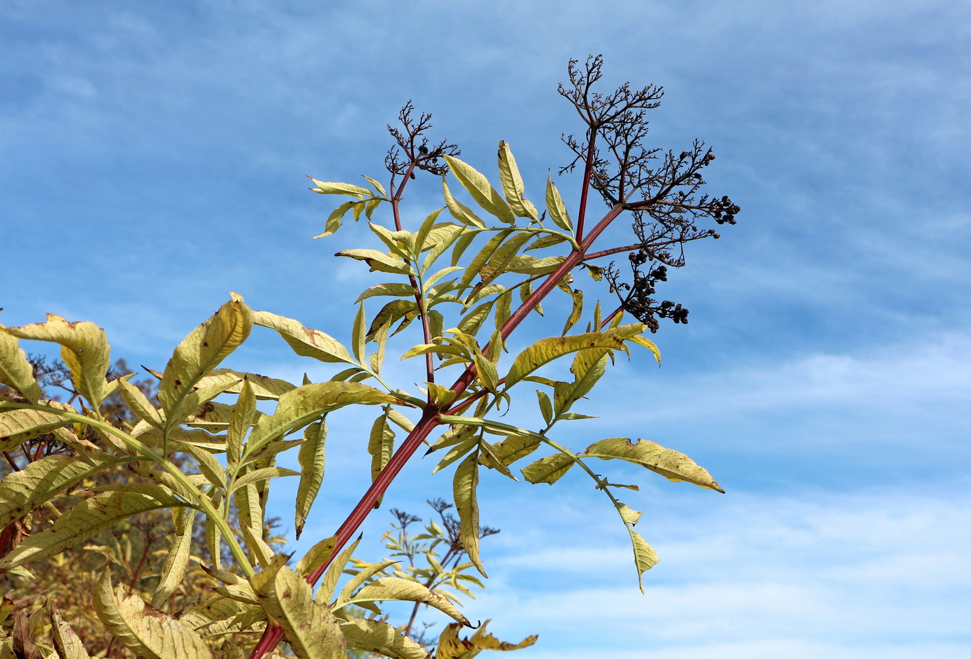 Изображение особи Sambucus ebulus.